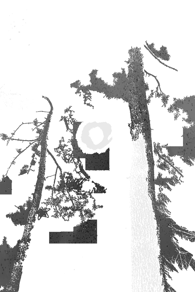 black and white photo edit of sun, covered by fog, in an unnamed forest